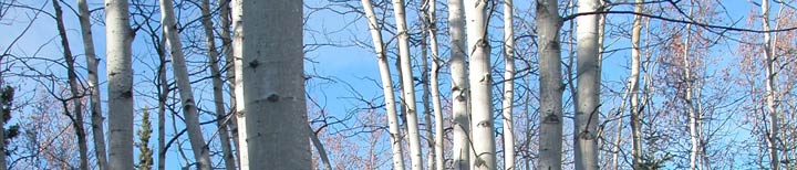 Aspens at Wellwood Center, one of the places on Planet Earth worth saving